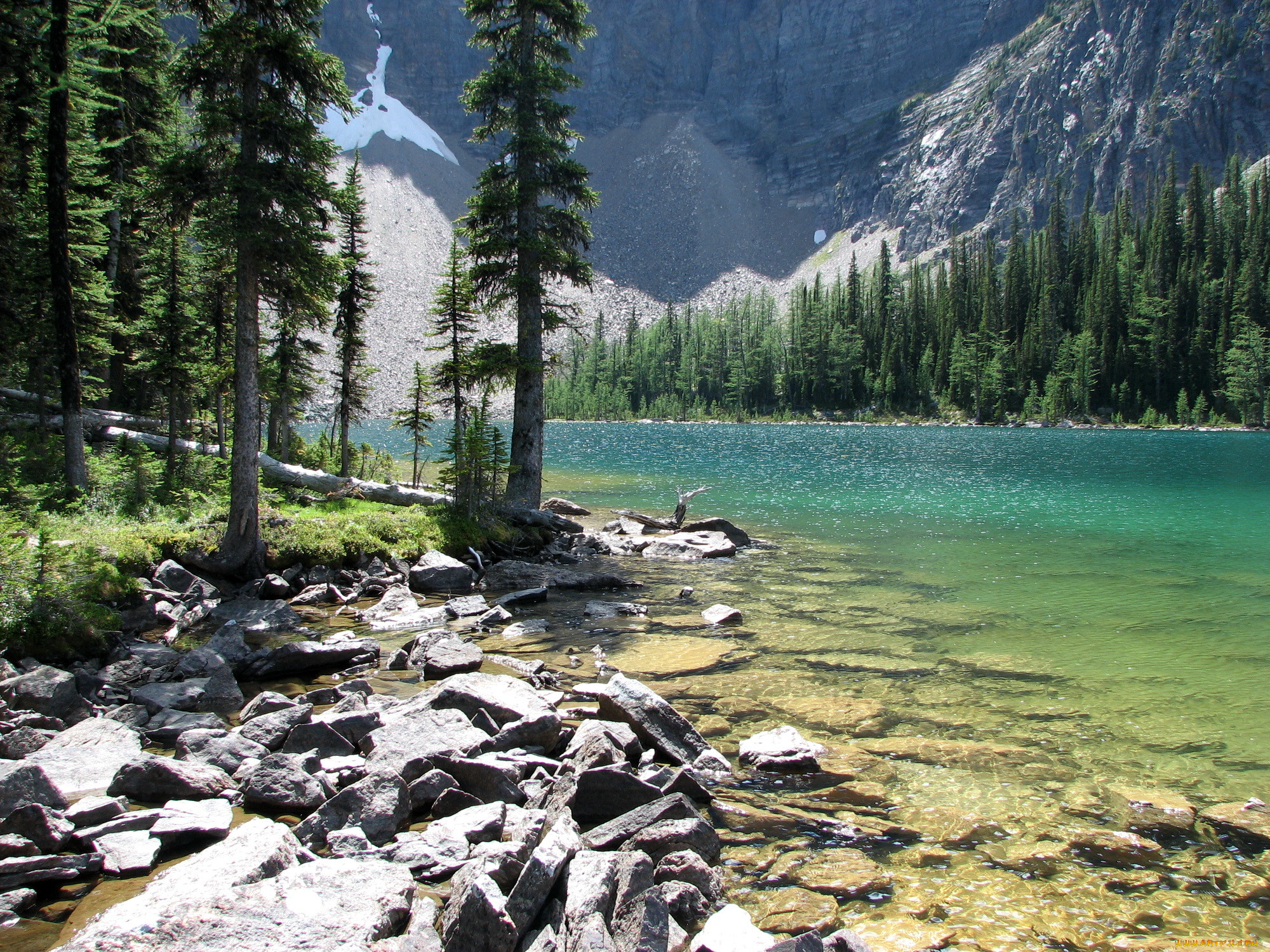 arnica, lake, jasper, national, park, canada, , , , 